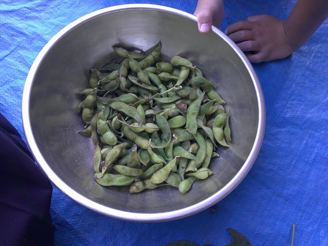 枝豆収穫　３